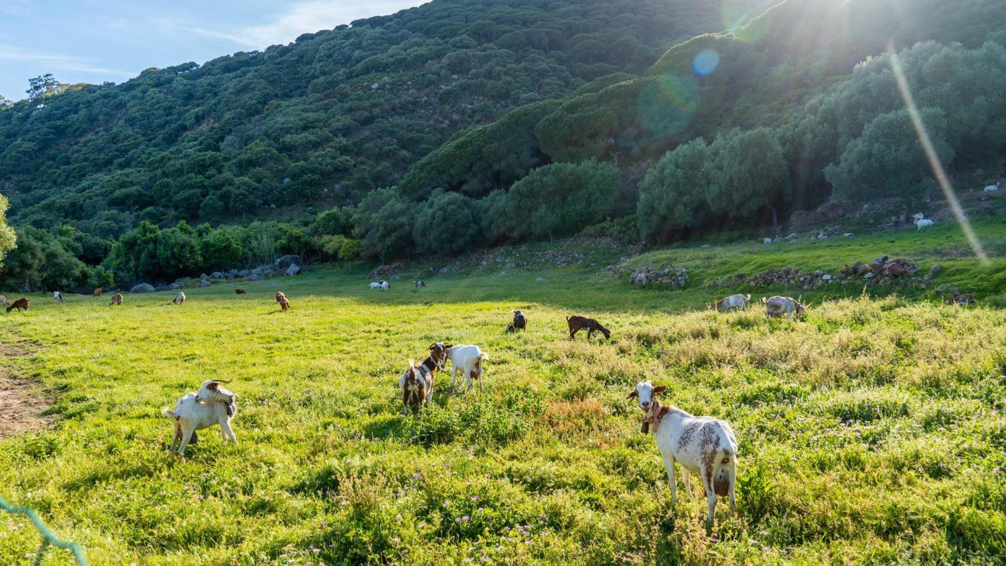Bella Vista Tarifa II Lägenhet Exteriör bild